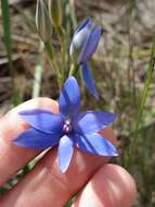 Image de Thelymitra crinita Lindl.