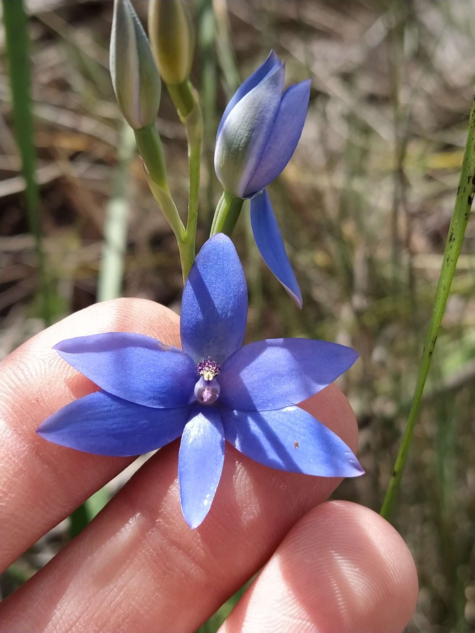 Image de Thelymitra crinita Lindl.