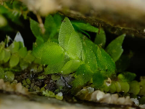 Image of sharpleaf hookeria moss