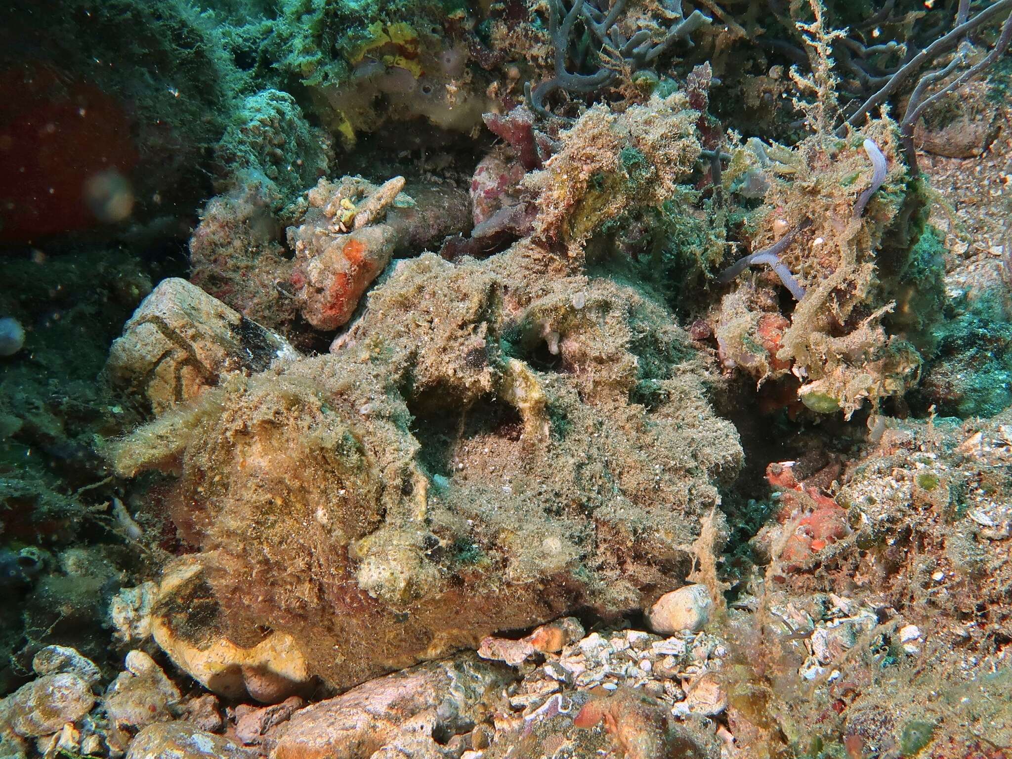 Image of Estuarine stonefish