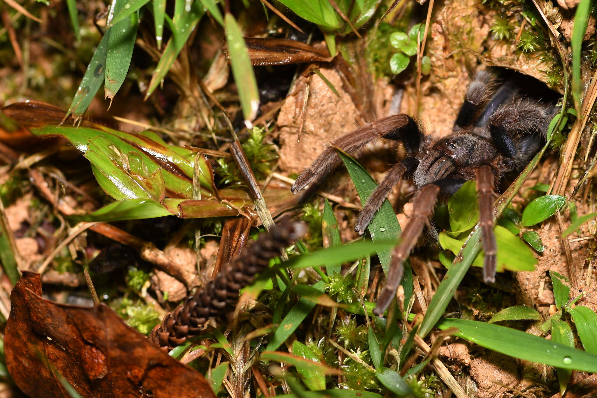 Image of Coremiocnemis hoggi West & Nunn 2010