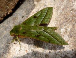 Image of Xylophanes mirabilis Clark 1916