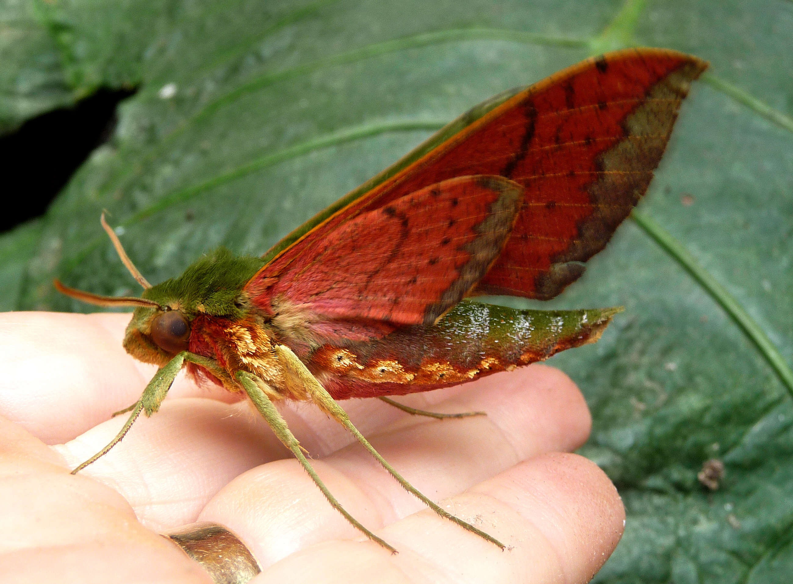 صورة Xylophanes mirabilis Clark 1916