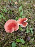 Image of Russula rubellipes Fatto 1998