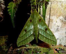 Image of Xylophanes mirabilis Clark 1916