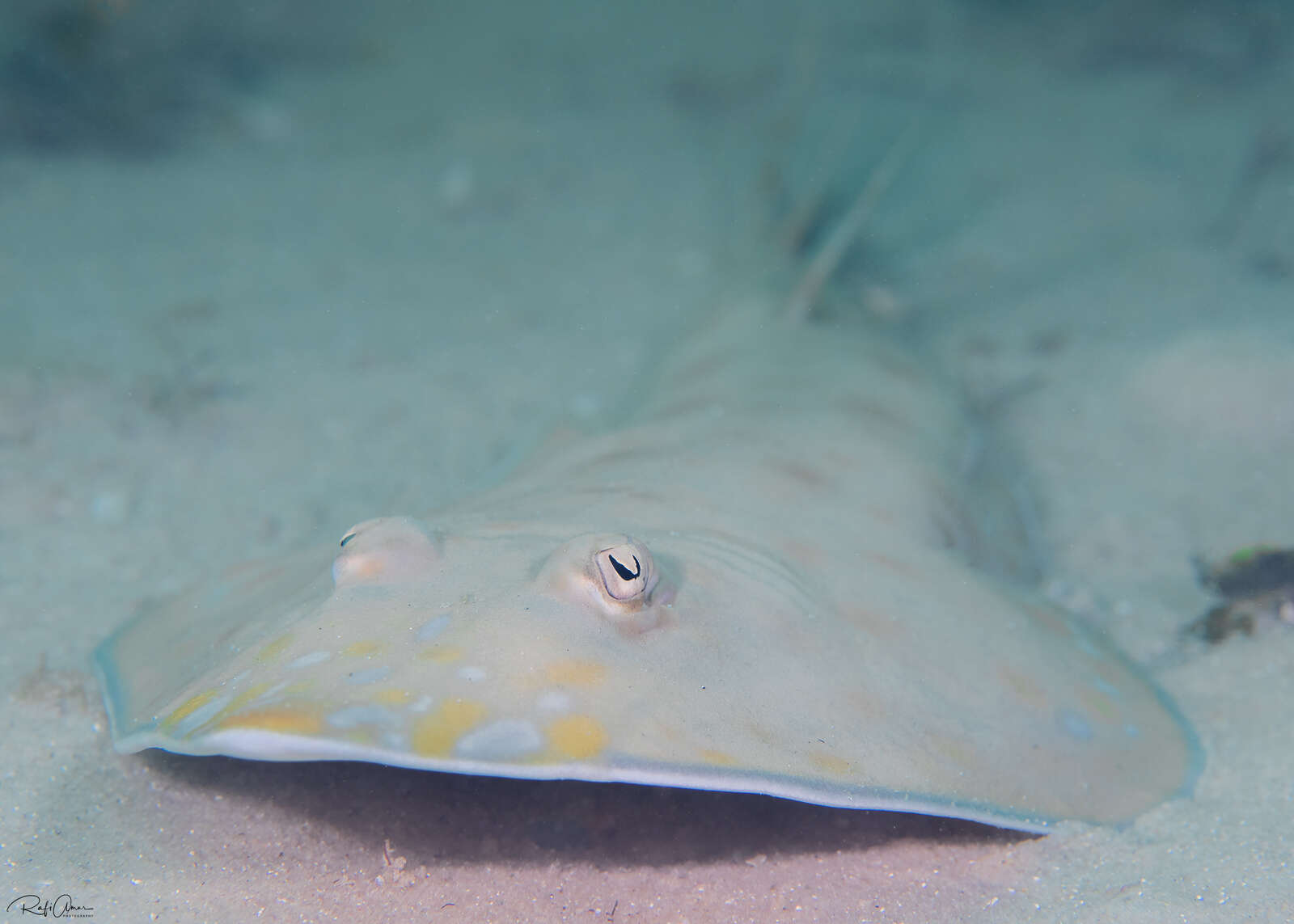Image of Zanzibar guitarfish