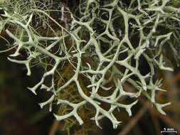 Image of everniastrum lichen