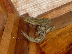 Image of Turnip-tailed gecko