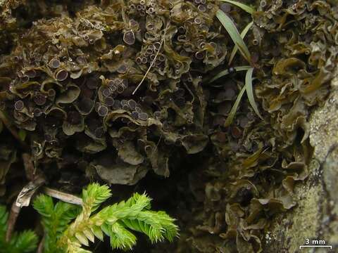 Image of skin lichen