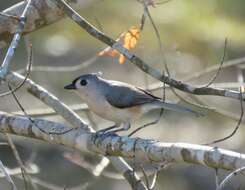 Image of American Titmice