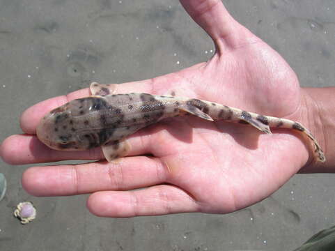 Image of Chilean Catshark