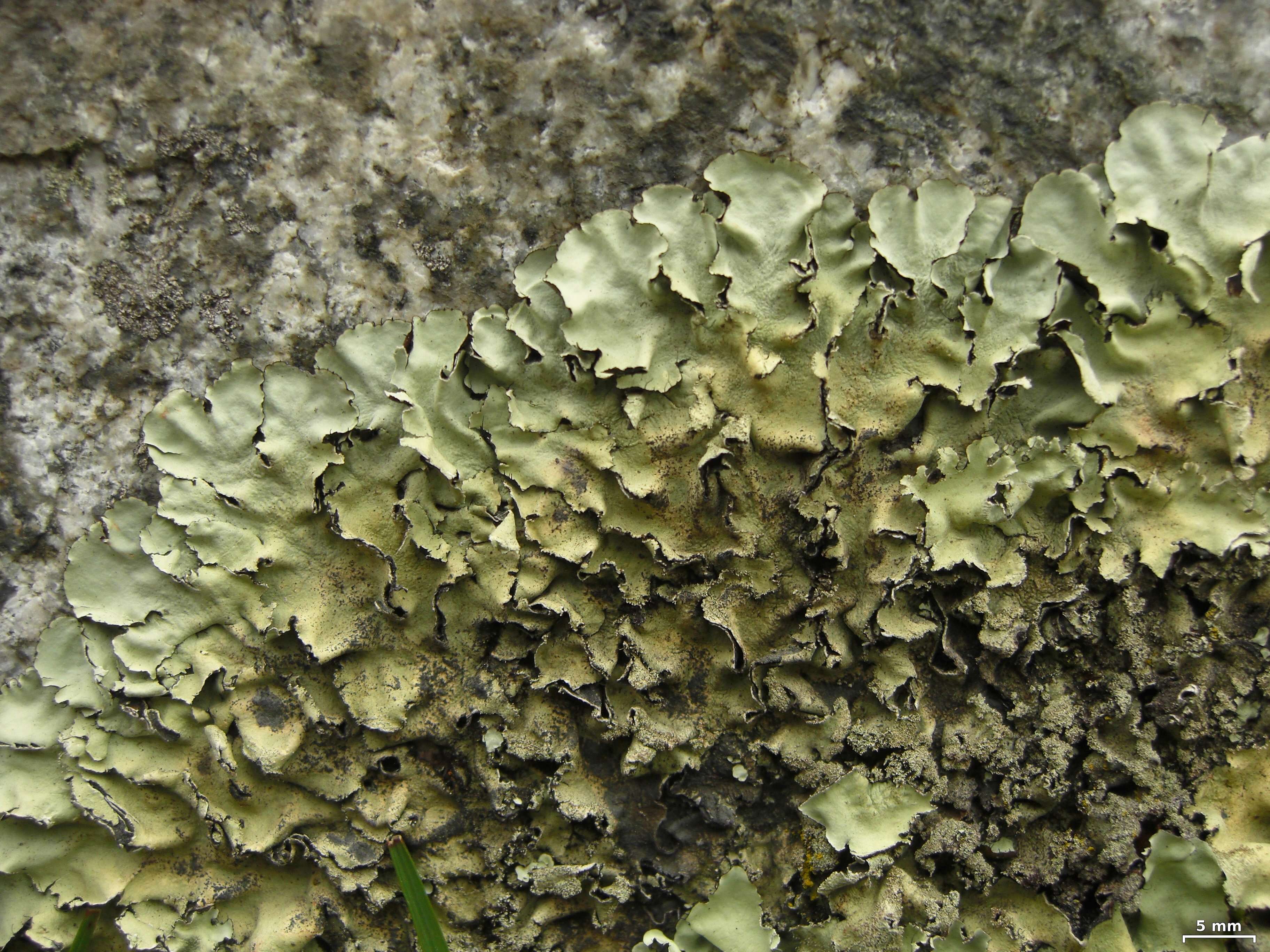 Image of Ruffle lichens