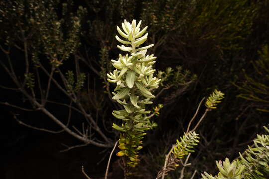 صورة Hubertia tomentosa Bory