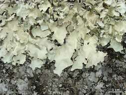 Image of Ruffle lichens