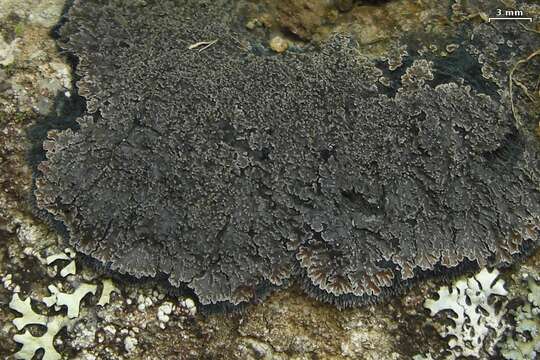 Image of brown shingle lichens