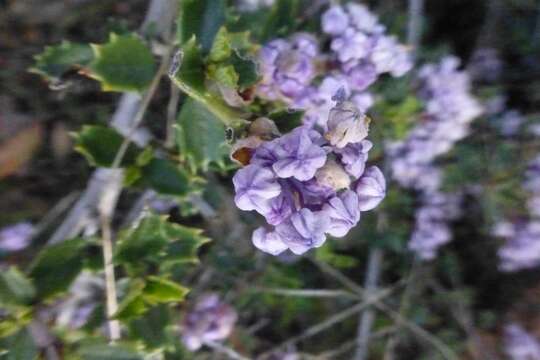 Image of Rincon Ridge ceanothus