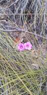 Image of Oxalis bifida Thunb.