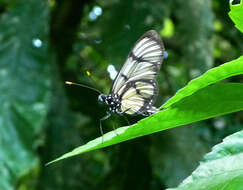 Image of Methona confusa Butler 1873