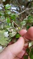 Image of Lophomyrtus ralphii (Hook. fil.) Burret