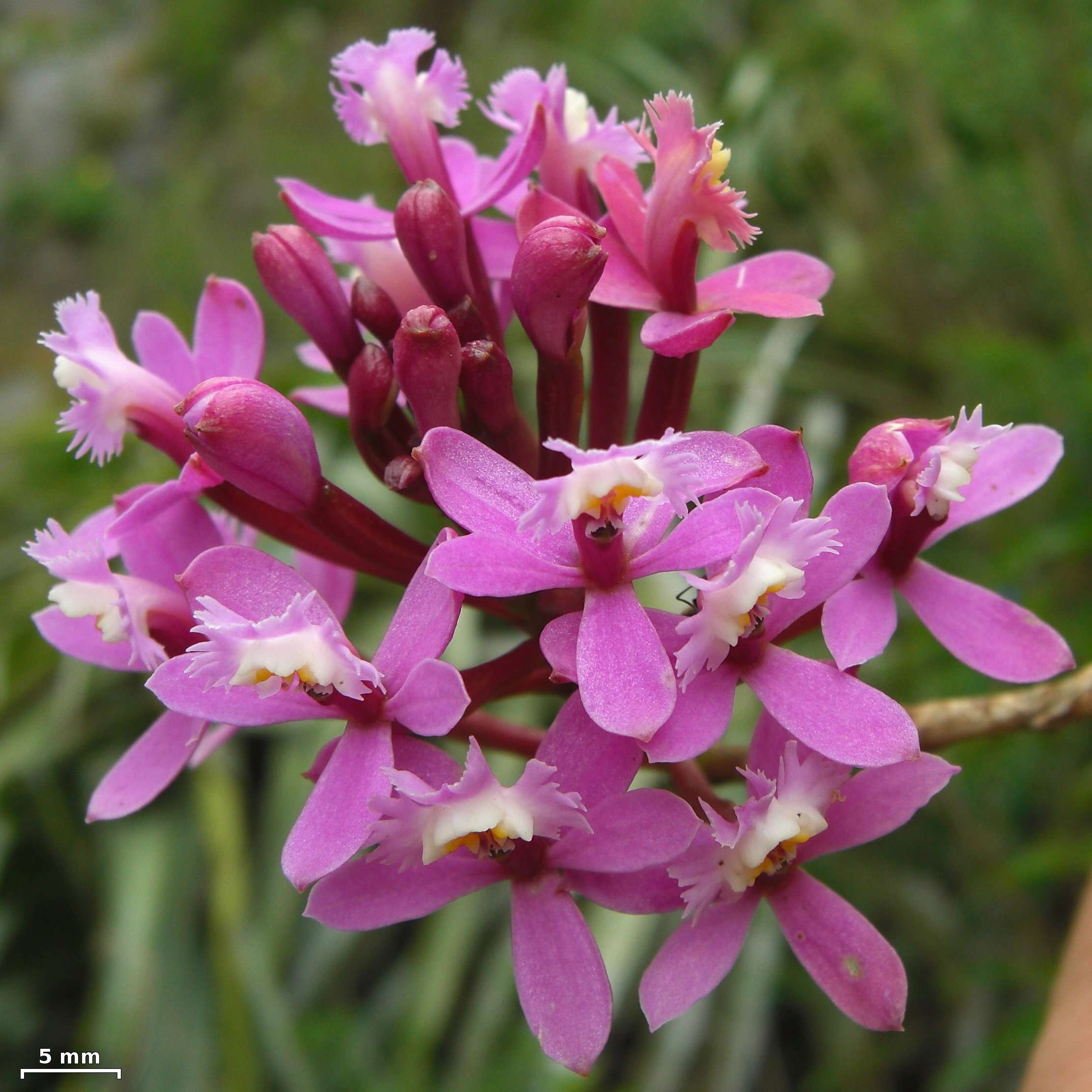 Image of Lopsided star orchid