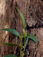 Image de Eucalyptus eugenioides Sieber ex Spreng.