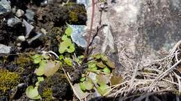 Image of Cardamine dactyloides