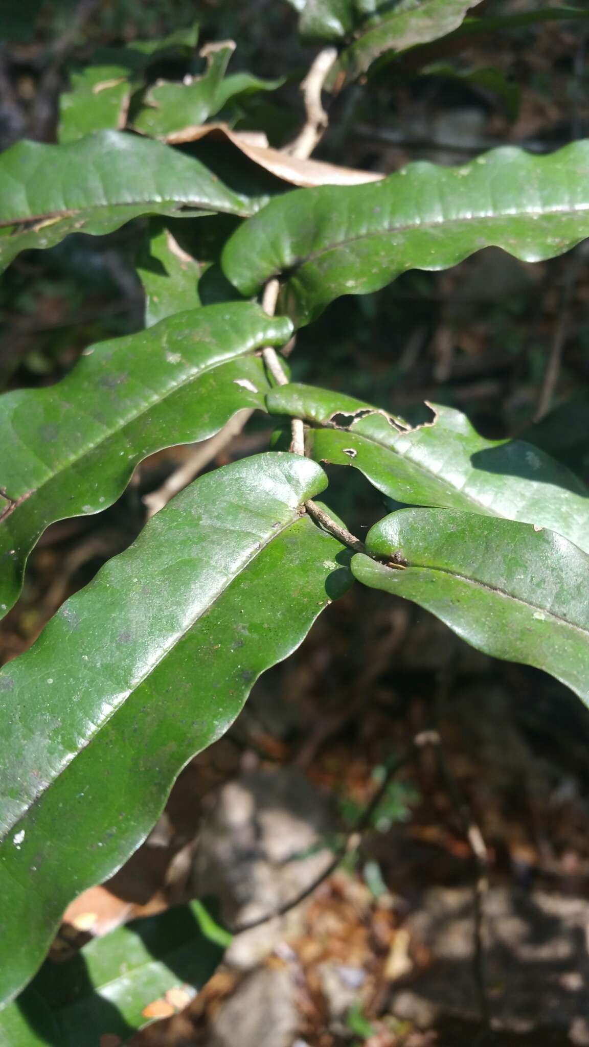 Uvaria amplexicaulis Diels的圖片