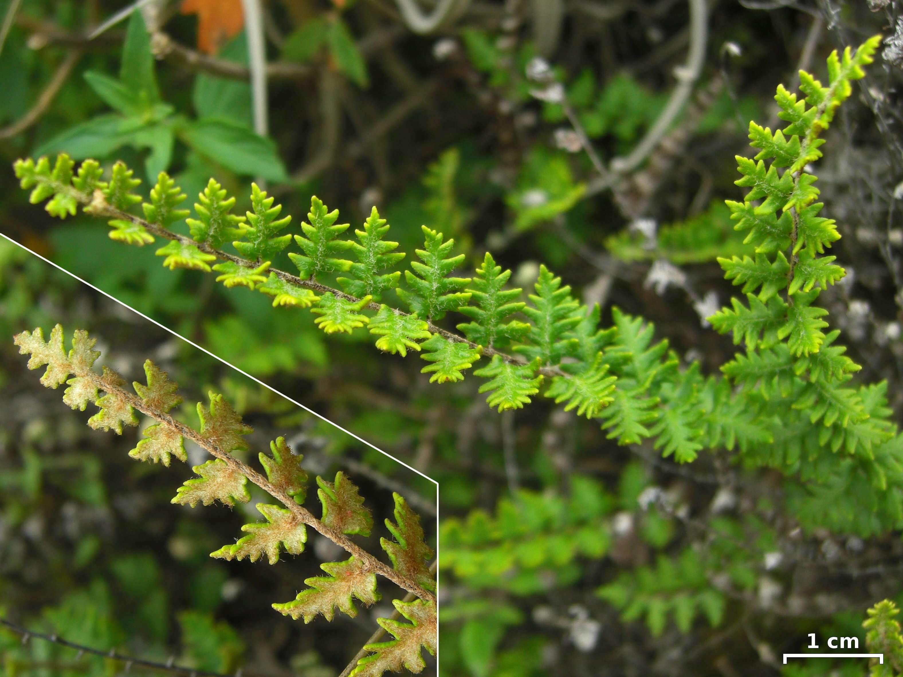 Image of golden lipfern