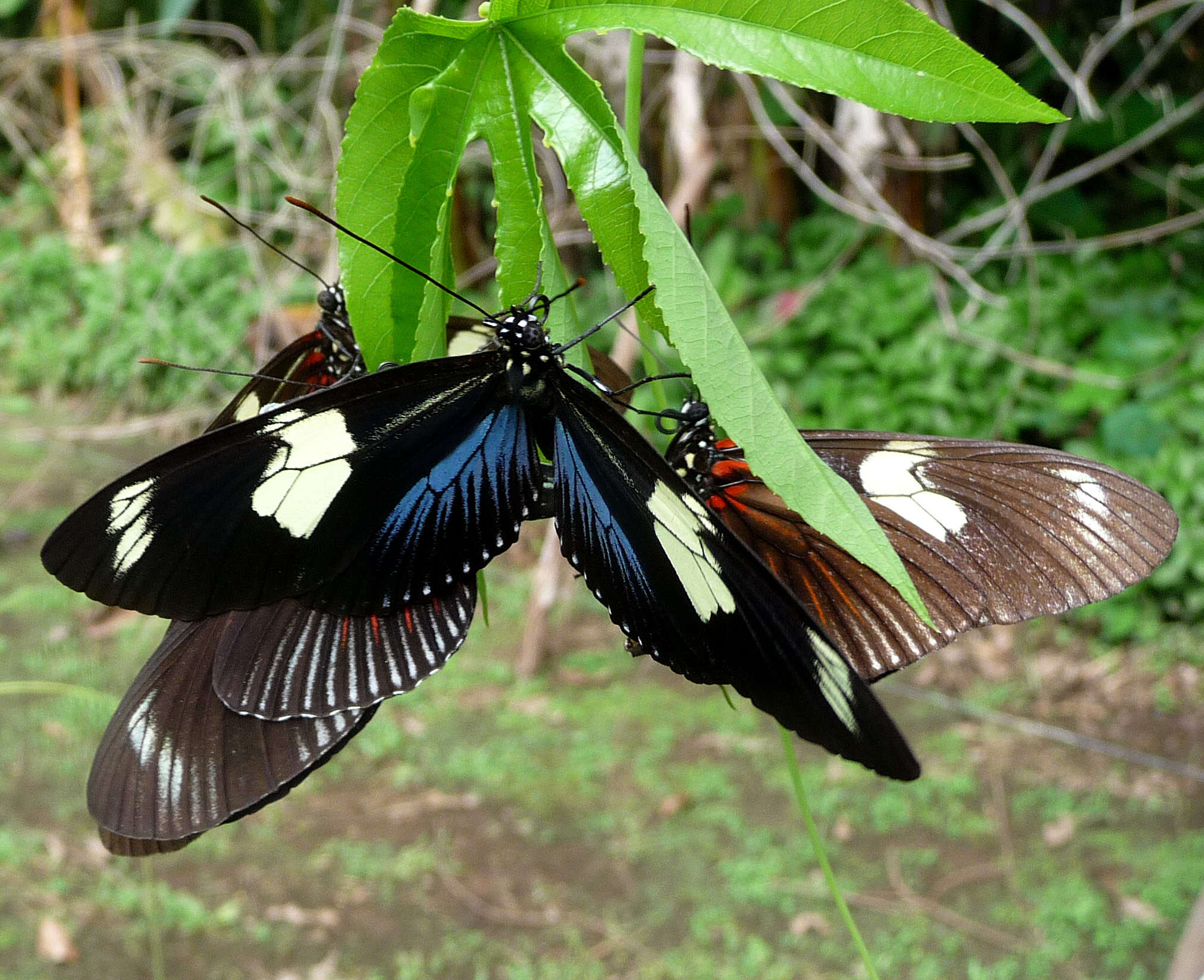 Image of Heliconius doris Linnaeus 1771