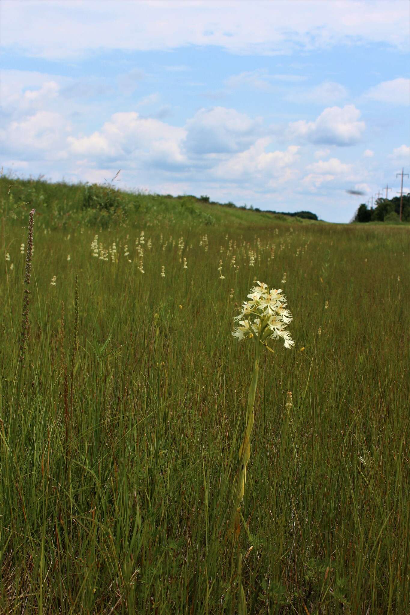 Image of Western prairie fringed orchid