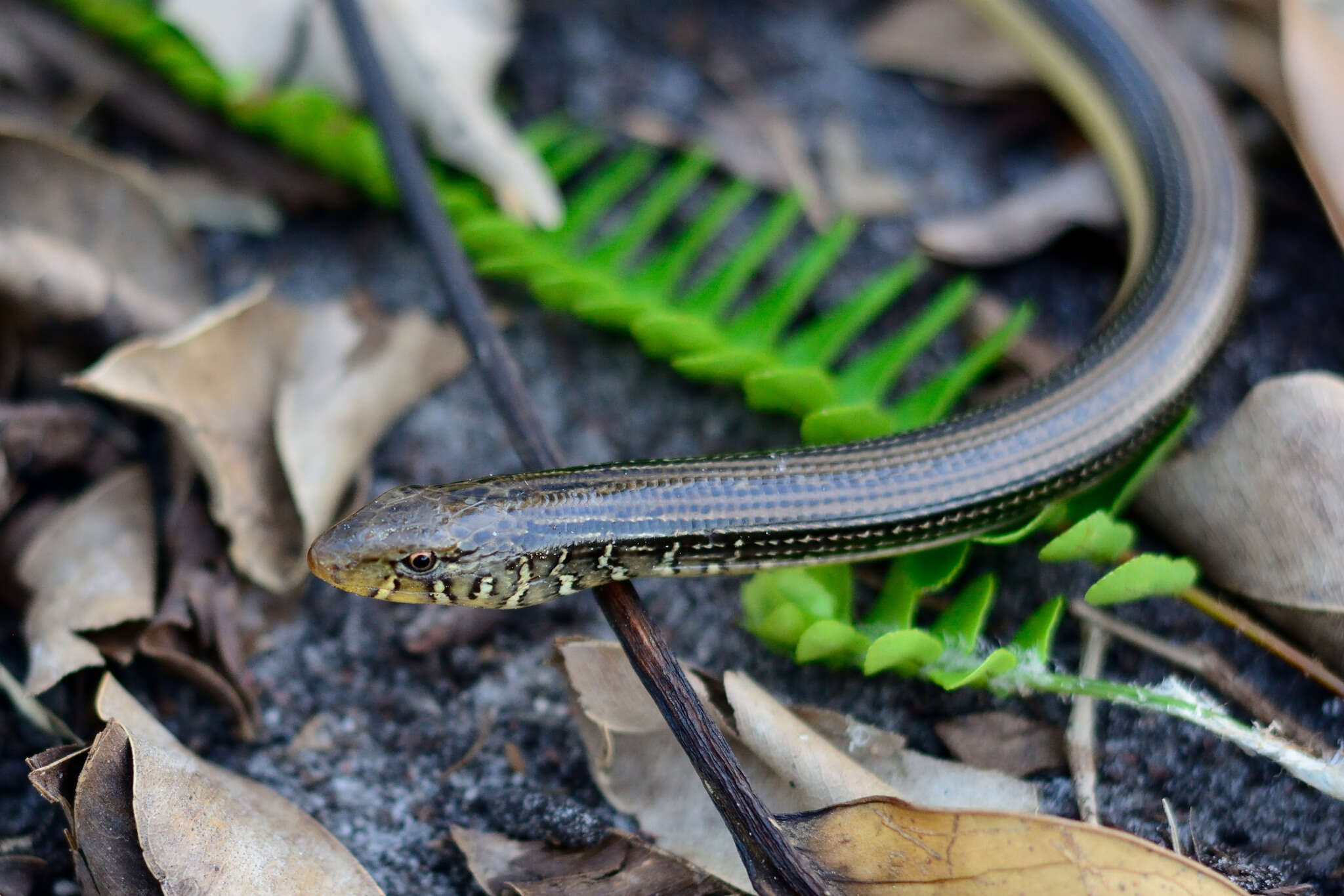 Ophisaurus ventralis (Linnaeus 1766) resmi