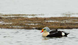 Imagem de Somateria spectabilis (Linnaeus 1758)