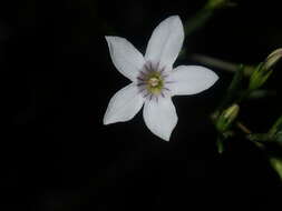 صورة Cyphanthera racemosa (F. Müll.) L. Haegi