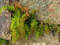 Image of maidenhair fern