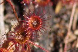 Image of Drosera macrantha Endl.