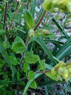 Image of yellow germander