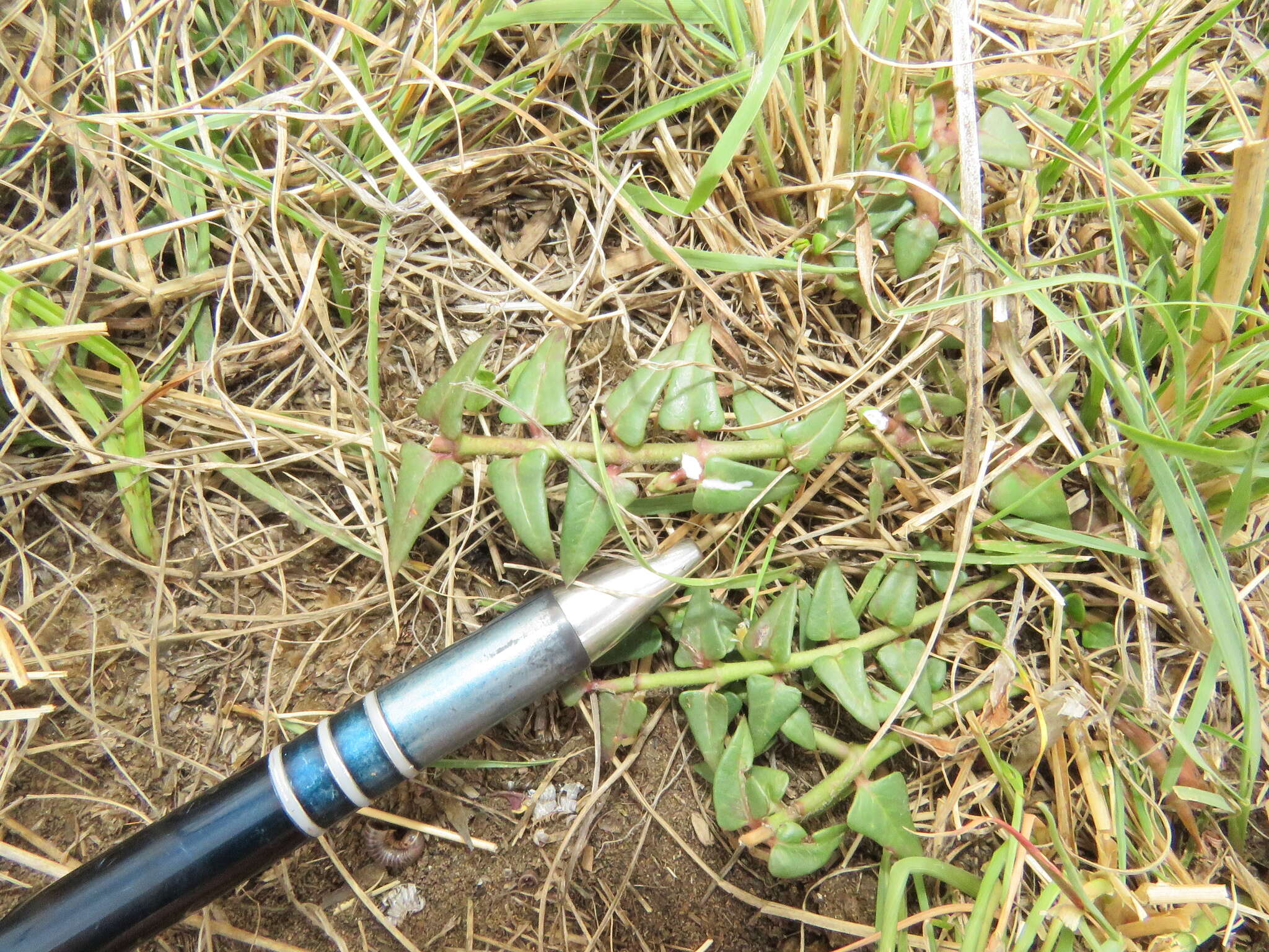 Sivun Asclepias multicaulis (E. Mey.) Schltr. kuva