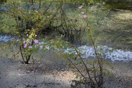 Imagem de Rosa woodsii var. ultramontana (S. Wats.) Jeps.