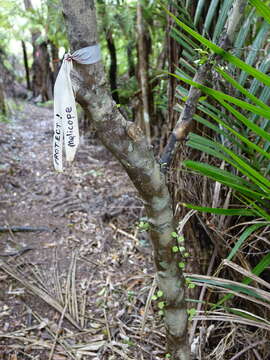 Image of Melicope simplex A. Cunn.