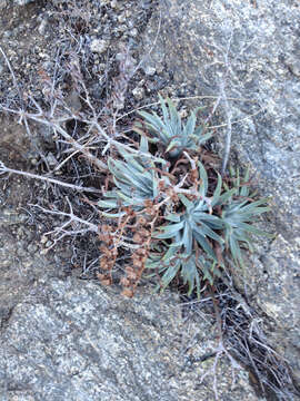 Sivun Dudleya saxosa subsp. aloides (Rose) Moran kuva