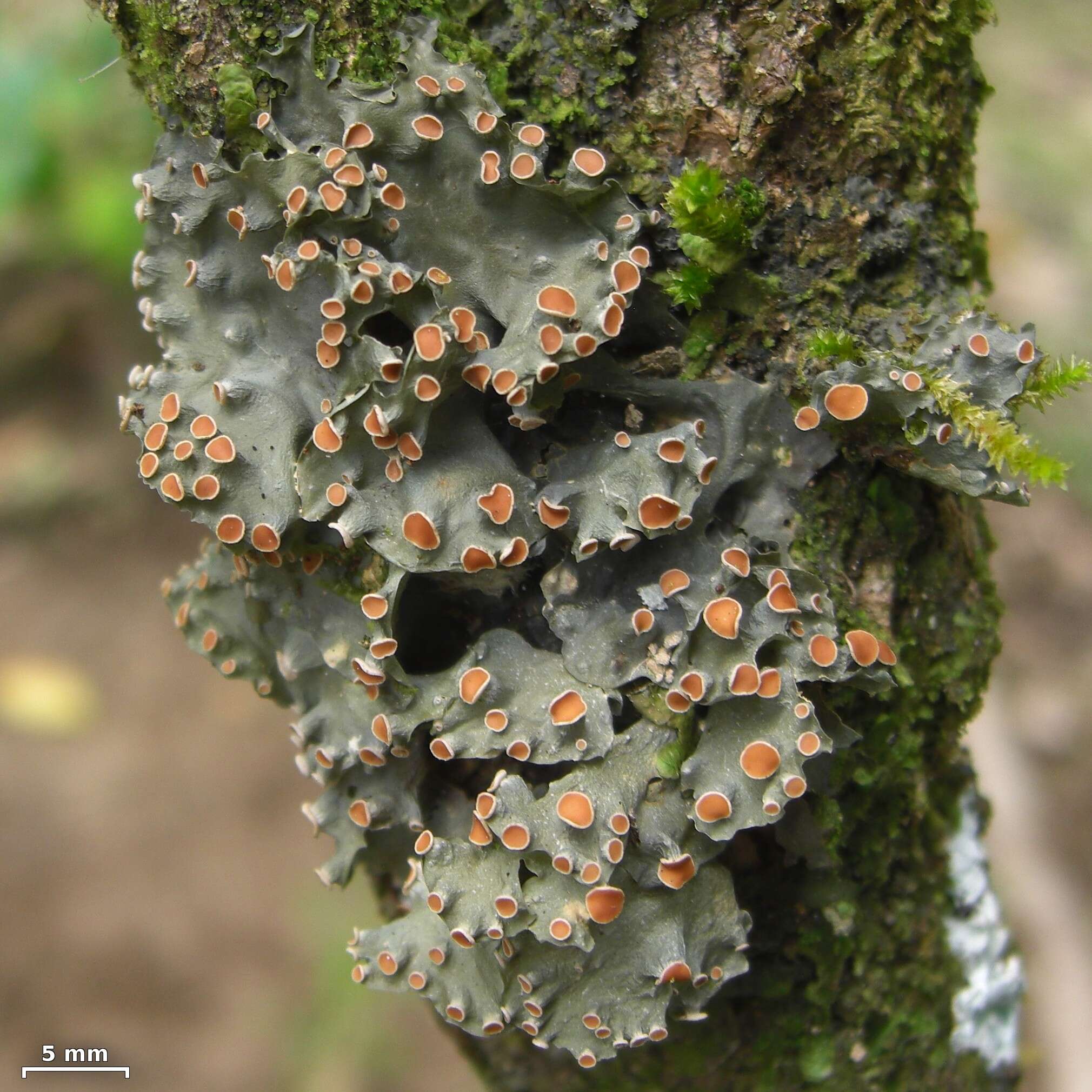 Image of skin lichen