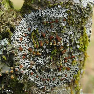 Image of coccocarpia lichen