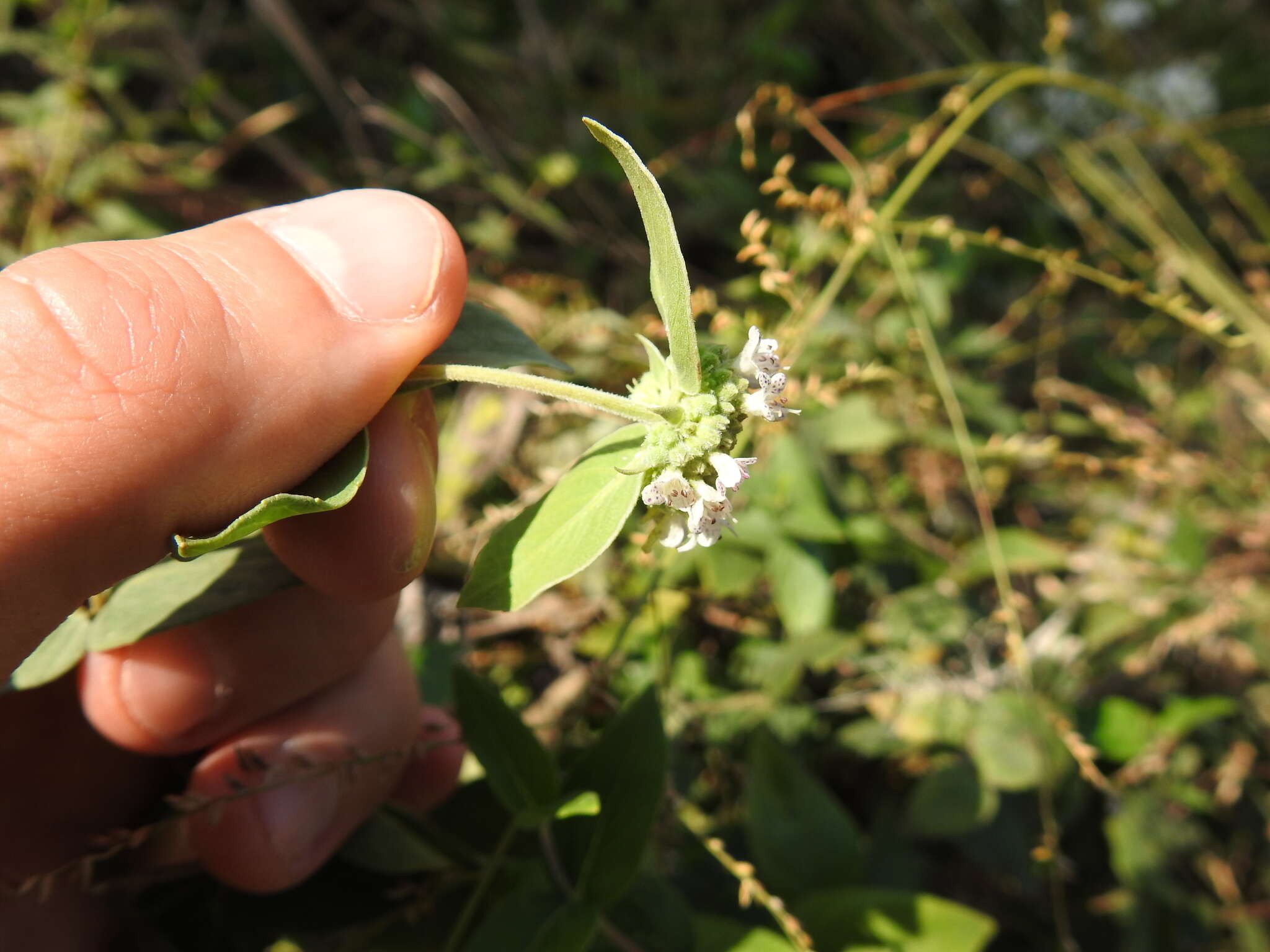 Image of Clustered Mountain-Mint