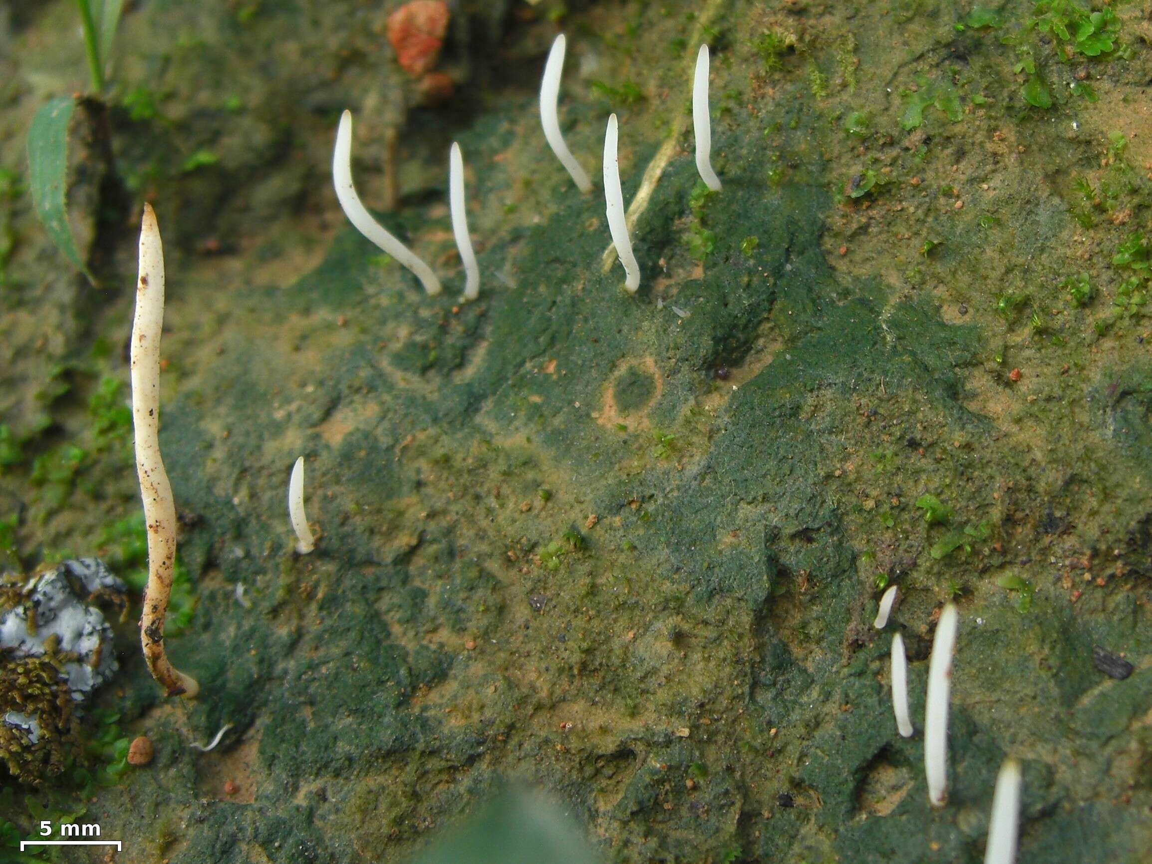 Image of spring club lichen