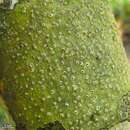 Image of laurera lichen