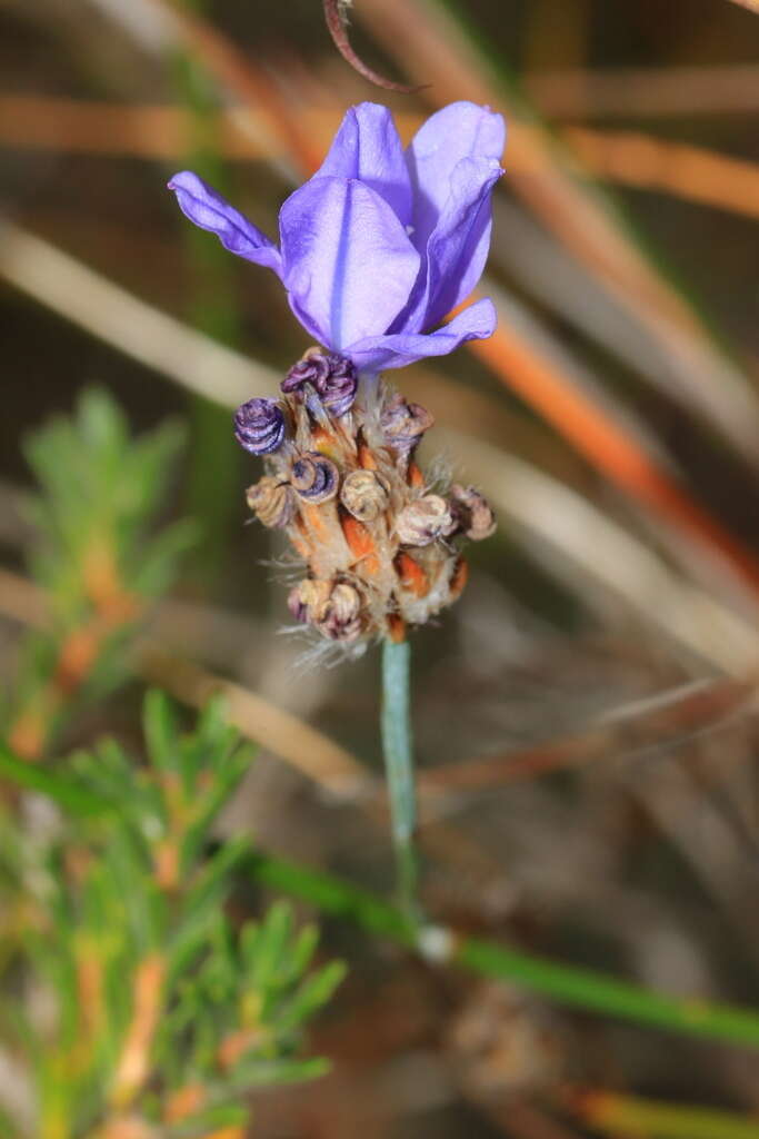 Image of Arnocrinum preisii Lehm.