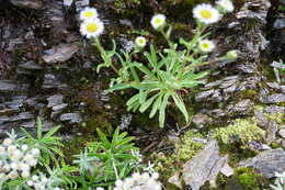 Слика од Erigeron morrisonensis Hayata