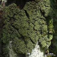 Image of phyllopsora lichen