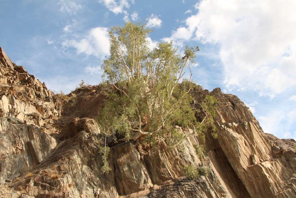 Image of Ficus cordata Thunb.