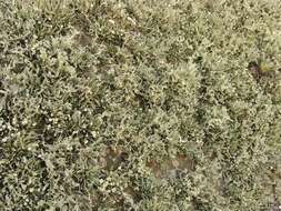 Image of niebla lichen